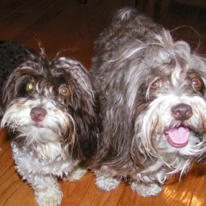 Fundraising Page: Diane Ibanez